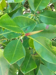 Rhizophora mucronata