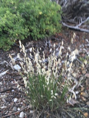 Melica stricta