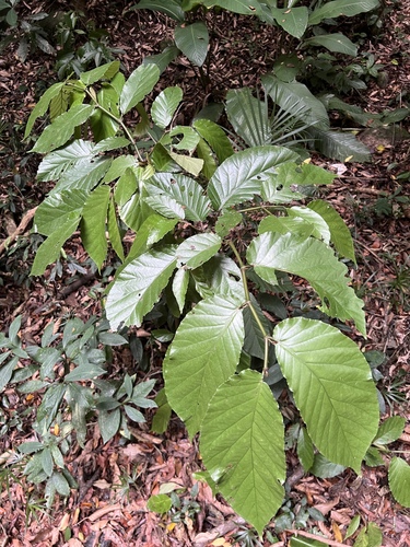 Begonia arborescens, 2025-03-15