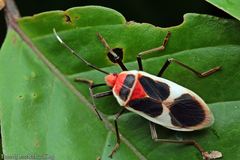 Physopelta albofasciata