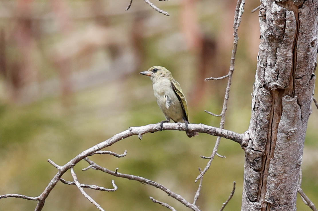 Green Tinkerbird (Pogoniulus simplex), photo 5