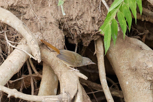 Grey-olive Greenbul (Phyllastrephus cerviniventris), photo 3