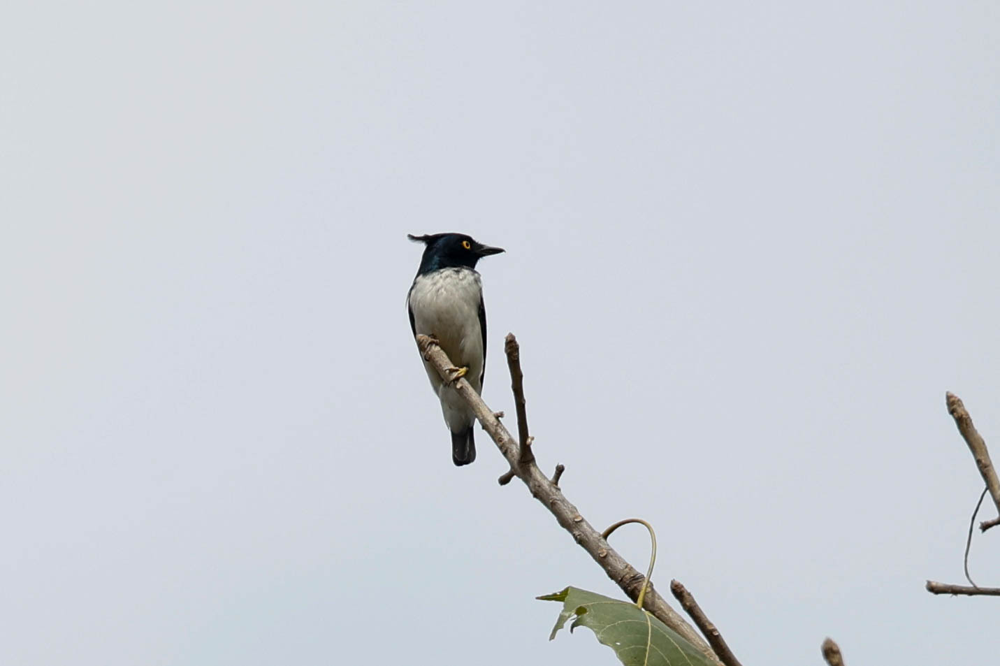 Black-and-white Shrike-flycatcher illustration