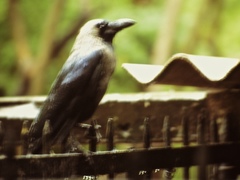 Corvus splendens