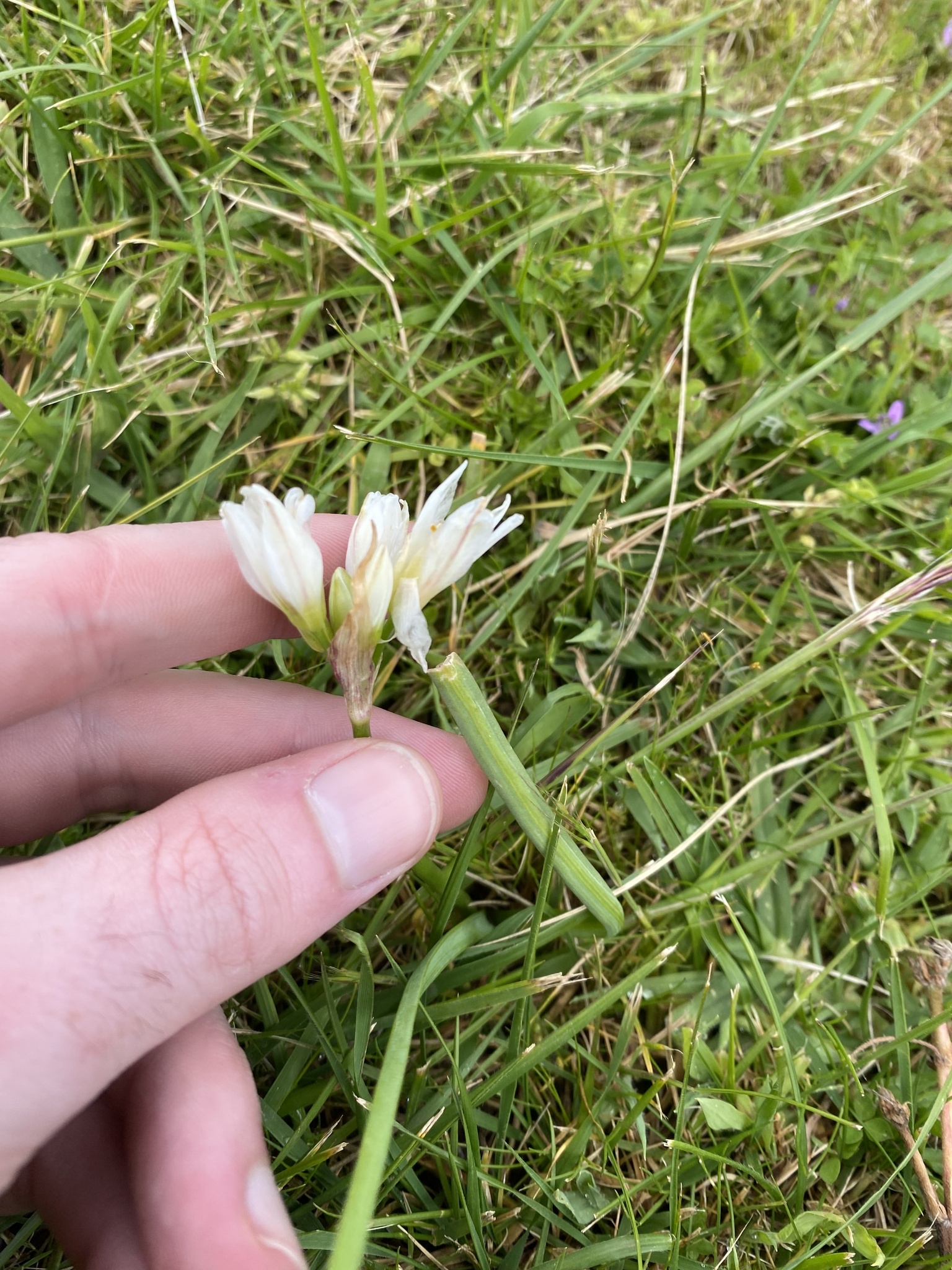 Nothoscordum andicola