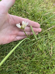 Nothoscordum andicola, photograph (c) Daniel Kennedy, some rights reserved (CC BY)