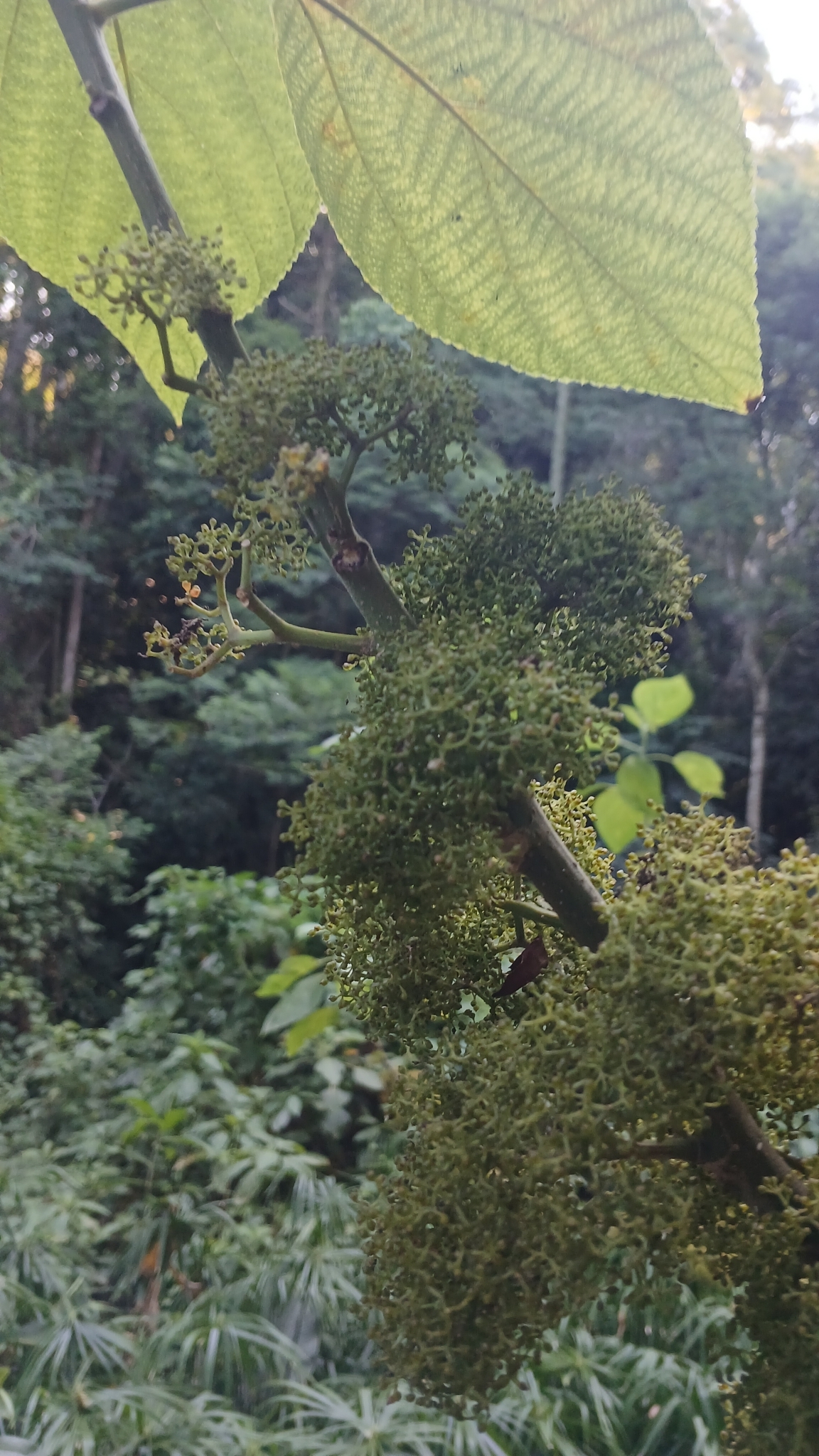 Imagem de Urtiga-branca