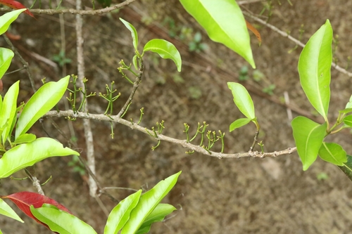 Image of Lidded Cleistocalyx (Syzygium nervosum) by no rights reserved