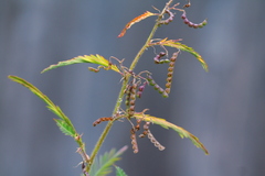 Aeschynomene americana