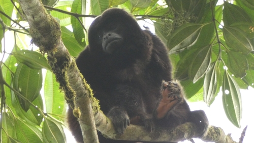 Mantled Howler Monkey