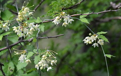 Funastrum pannosum