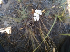Dianthus ramosissimus
