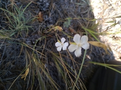 Dianthus ramosissimus