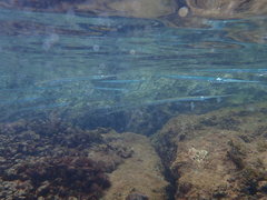 Platybelone argalus