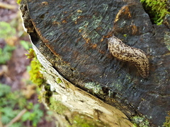 Philomycus flexuolaris