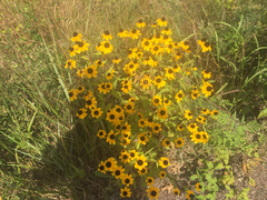 Rudbeckia