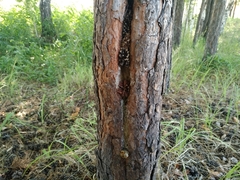 Dendrocopos major