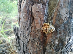 Dendrocopos major