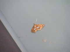 Paracymoriza cataclystalis