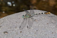 Erpetogomphus lampropeltis
