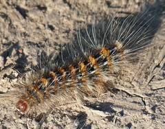 Paracles deserticola