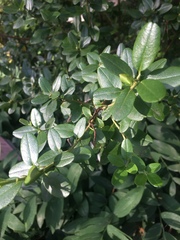 Rhododendron ledebourii