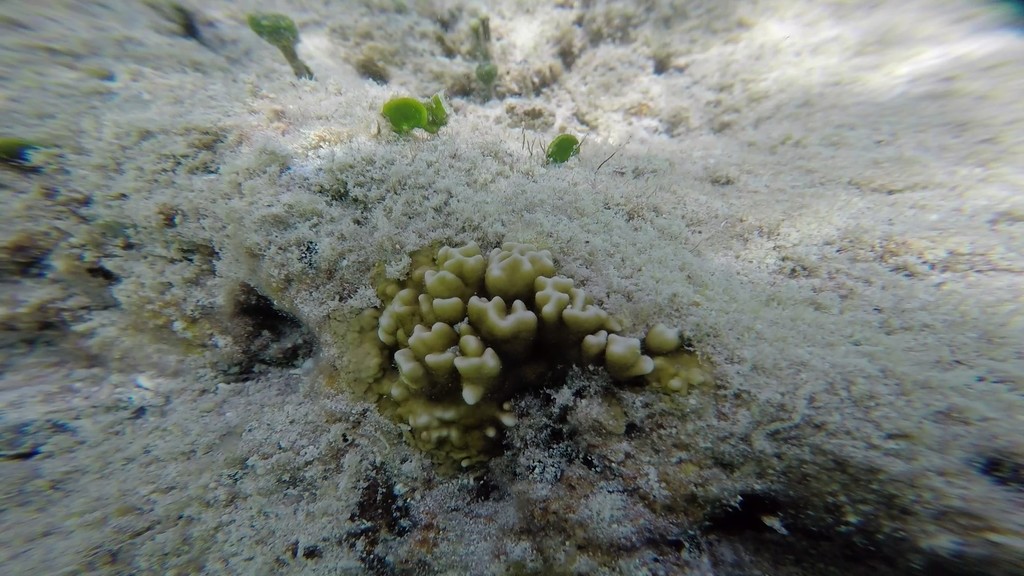 Crustal Fire Coral