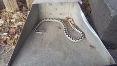 Vipera ammodytes
