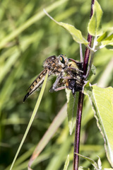 Promachus vertebratus