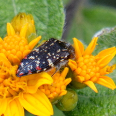 Acmaeodera mudgei