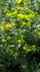 Euphorbia lucida