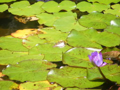Satarupa majasra