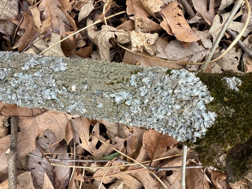 Punctelia
