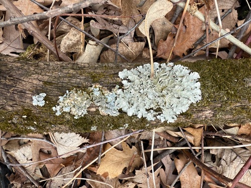 Flavoparmelia caperata
