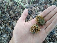 Dendrocopos major