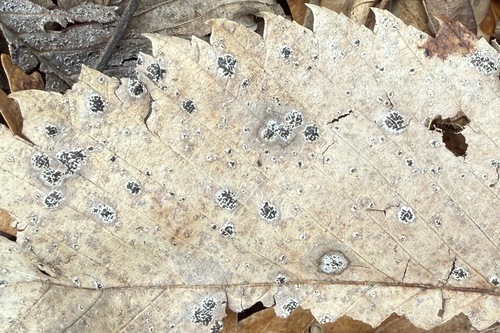 Platychora ulmi