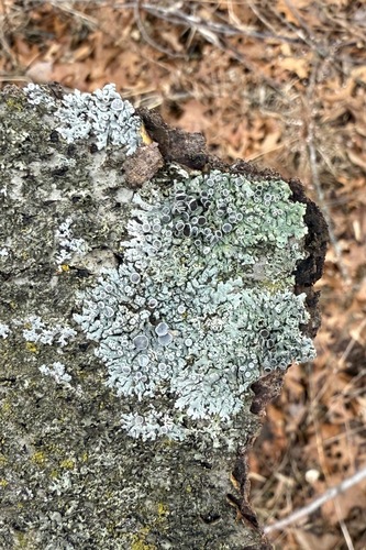 Physcia aipolia