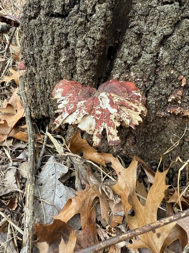 Artist's Brackets, Reishi, and Allies