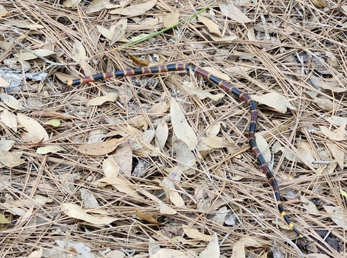 Eastern coral snake