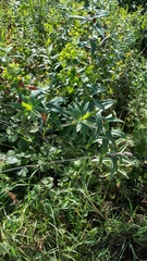 Euphorbia lucida