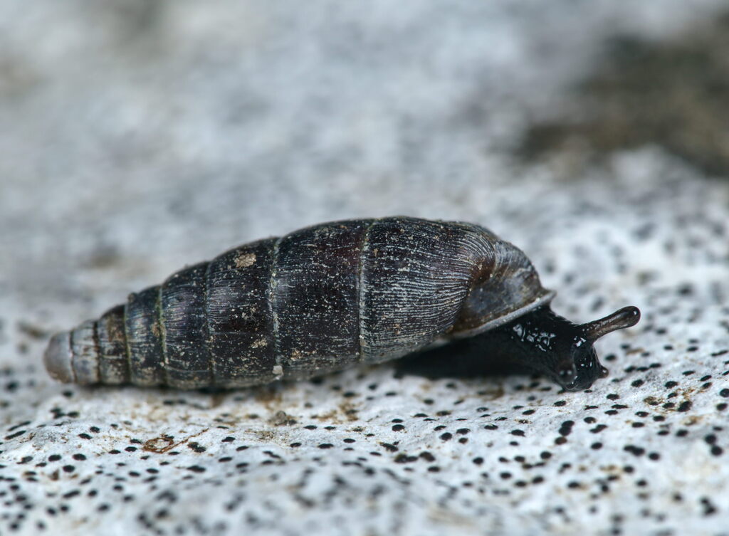 dwarf door snail