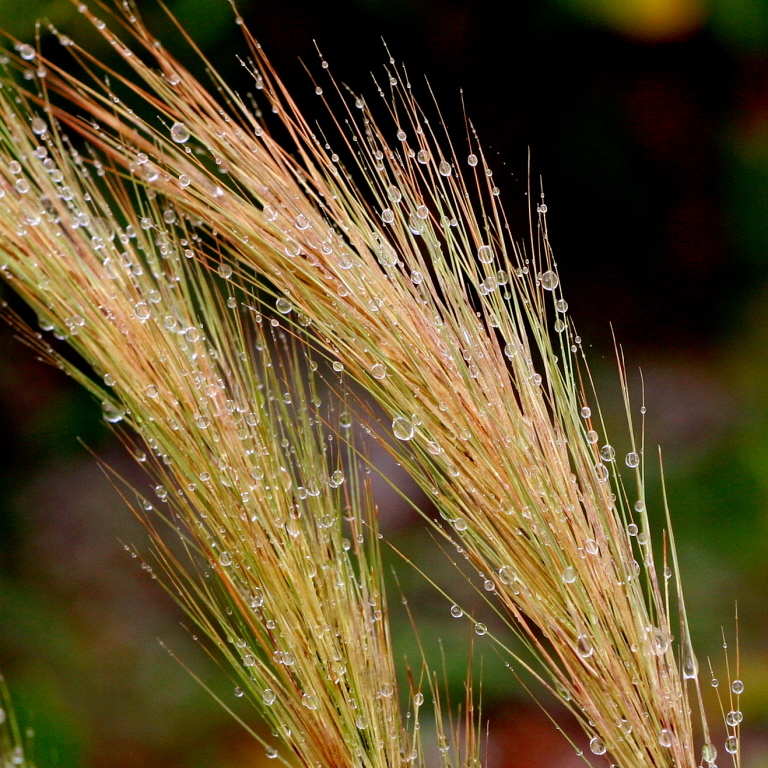 Aristida spiciformis