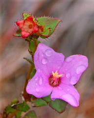 Rhexia nuttallii