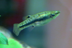 Heterandria formosa