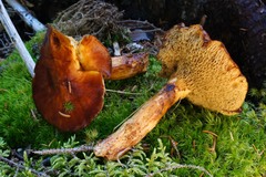 Suillus glandulosus