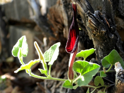 Aristolochia wrightii