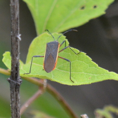 Staluptus marginalis