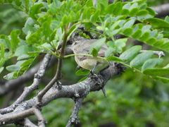 Vireo olivaceus