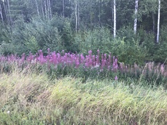 Chamaenerion angustifolium