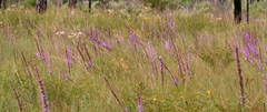 Liatris tenuifolia